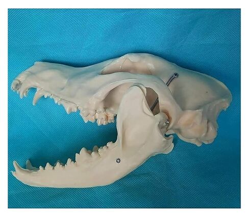 Canine Natural Bone Anatomy Model - Skull Animal Head Medical Skeleton for Veterinary Medicine Teaching in Saudi Arabia