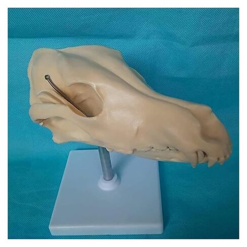 Canine Natural Bone Anatomy Model - Skull Animal Head Medical Skeleton for Veterinary Medicine Teaching in Saudi Arabia