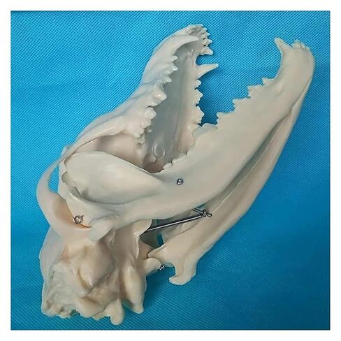 Canine Natural Bone Anatomy Model - Skull Animal Head Medical Skeleton for Veterinary Medicine Teaching in Saudi Arabia
