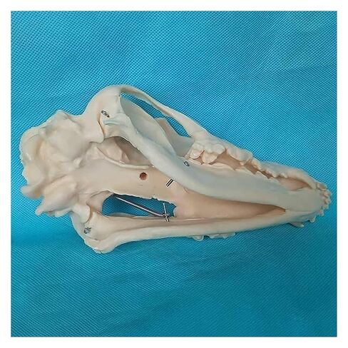 Canine Natural Bone Anatomy Model - Skull Animal Head Medical Skeleton for Veterinary Medicine Teaching in Saudi Arabia