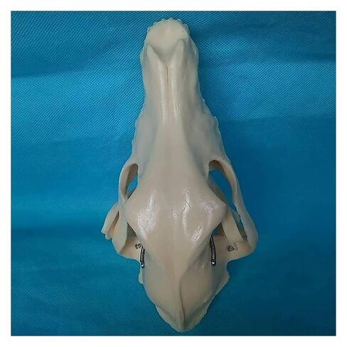 Canine Natural Bone Anatomy Model - Skull Animal Head Medical Skeleton for Veterinary Medicine Teaching in Saudi Arabia
