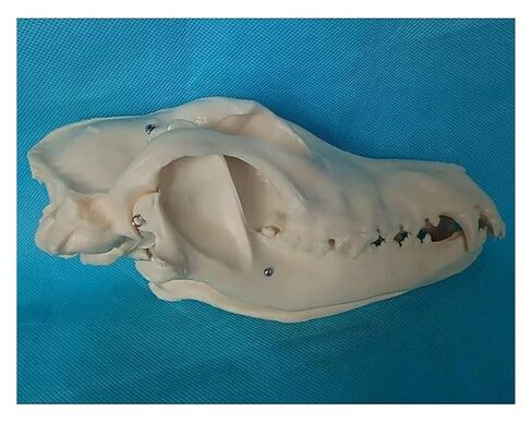 Canine Natural Bone Anatomy Model - Skull Animal Head Medical Skeleton for Veterinary Medicine Teaching in Saudi Arabia