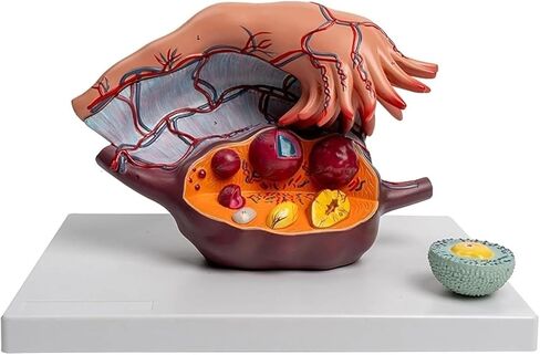 Uterus Model 5 Times Magnified Ovarian Enlargement, Anatomical, Medical Training Auxiliary Tool in Saudi Arabia
