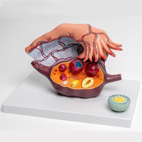 Uterus Model 5 Times Magnified Ovarian Enlargement, Anatomical, Medical Training Auxiliary Tool in Saudi Arabia