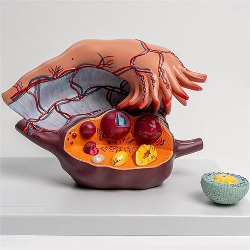 Uterus Model 5 Times Magnified Ovarian Enlargement, Anatomical, Medical Training Auxiliary Tool in Saudi Arabia