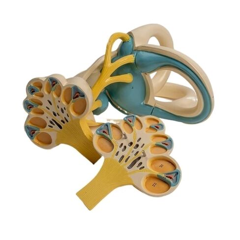 Lightweight Ear Anatomical Model, Cochlear Semicircular Canal, Enlarged for School Use in Saudi Arabia