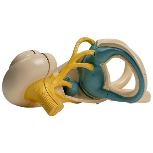 Lightweight Ear Anatomical Model, Cochlear Semicircular Canal, Enlarged for School Use in Saudi Arabia
