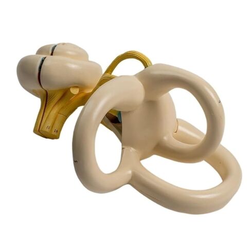 Lightweight Ear Anatomical Model, Cochlear Semicircular Canal, Enlarged for School Use in Saudi Arabia