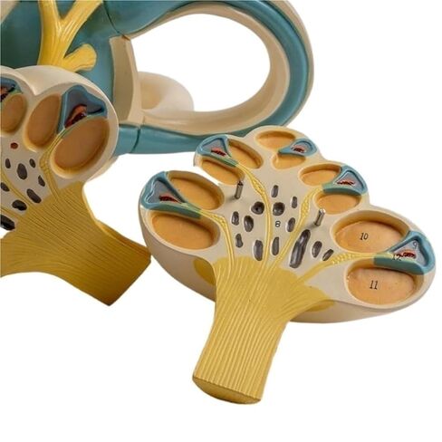 Lightweight Ear Anatomical Model, Cochlear Semicircular Canal, Enlarged for School Use in Saudi Arabia