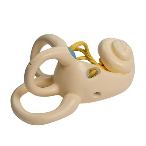 Lightweight Ear Anatomical Model, Cochlear Semicircular Canal, Enlarged for School Use in Saudi Arabia