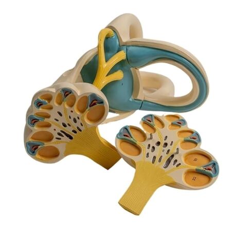 Lightweight Ear Anatomical Model, Cochlear Semicircular Canal, Enlarged for School Use in Saudi Arabia
