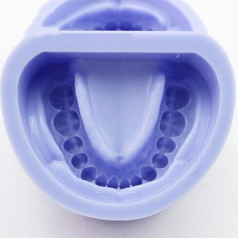 Dental Tooth Model, Standard Mandibular Silicone Rubber Prepared Plaster, Technician Oral Medicine Teaching Tool in Saudi Arabia