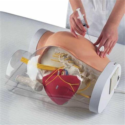 Hip Injection Exercise Model, Muscle Tissue+Bone Structure+Vascular and Nervous System+Surgery in Saudi Arabia