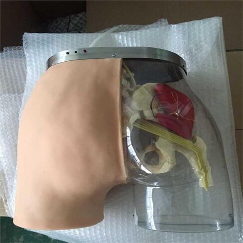 Hip Injection Exercise Model, Muscle Tissue+Bone Structure+Vascular and Nervous System+Surgery in Saudi Arabia