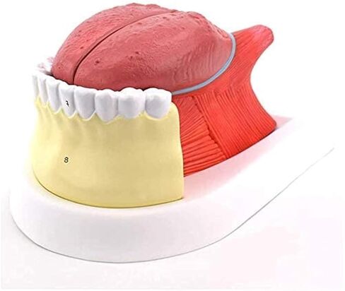 Tongue Coating Structure Model, Used for Diagnosing and Teaching Medical Dentistry and Gastroenterology Specimens in Saudi Arabia