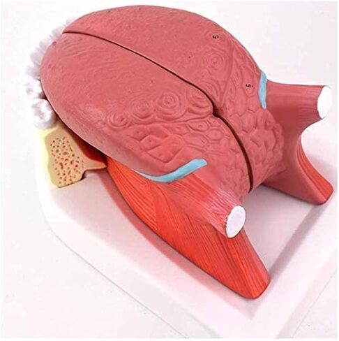 Tongue Coating Structure Model, Used for Diagnosing and Teaching Medical Dentistry and Gastroenterology Specimens in Saudi Arabia