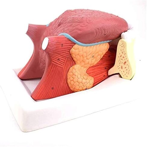 Tongue Coating Structure Model, Used for Diagnosing and Teaching Medical Dentistry and Gastroenterology Specimens in Saudi Arabia