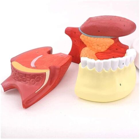 Tongue Coating Structure Model, Used for Diagnosing and Teaching Medical Dentistry and Gastroenterology Specimens in Saudi Arabia
