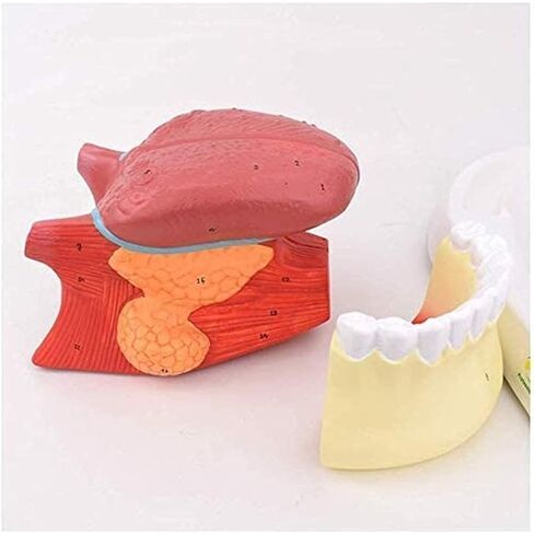 Tongue Coating Structure Model, Used for Diagnosing and Teaching Medical Dentistry and Gastroenterology Specimens in Saudi Arabia