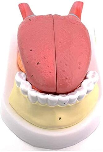 Tongue Coating Structure Model, Used for Diagnosing and Teaching Medical Dentistry and Gastroenterology Specimens in Saudi Arabia