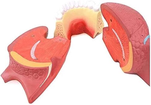 Tongue Coating Structure Model, Used for Diagnosing and Teaching Medical Dentistry and Gastroenterology Specimens in Saudi Arabia