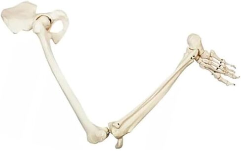 Human Lower Limb Skeleton Model, Leg Bundle Medical Anatomical Bone, Standard Version Life-Size in Saudi Arabia