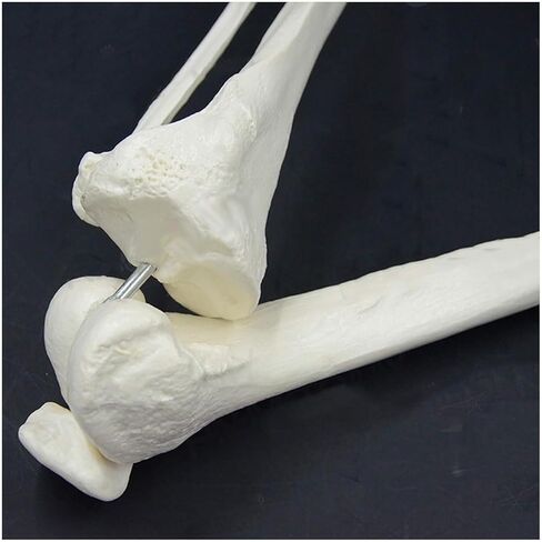 Human Lower Limb Skeleton Model, Leg Bundle Medical Anatomical Bone, Standard Version Life-Size in Saudi Arabia