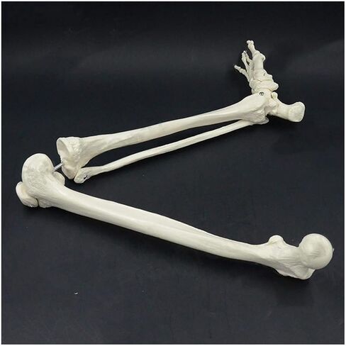 Human Lower Limb Skeleton Model, Leg Bundle Medical Anatomical Bone, Standard Version Life-Size in Saudi Arabia