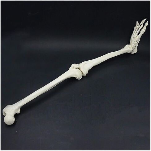 Human Lower Limb Skeleton Model, Leg Bundle Medical Anatomical Bone, Standard Version Life-Size in Saudi Arabia