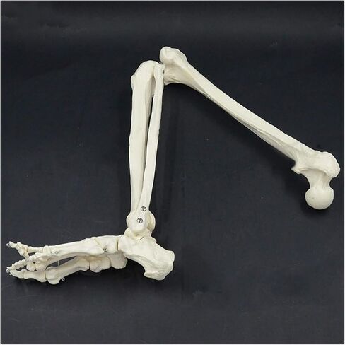 Human Lower Limb Skeleton Model, Leg Bundle Medical Anatomical Bone, Standard Version Life-Size in Saudi Arabia