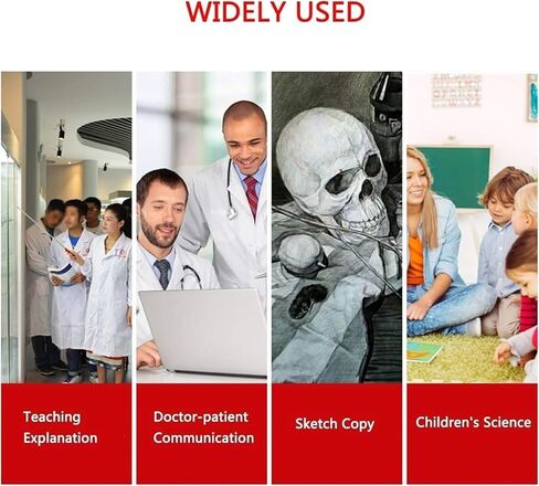 Human Lower Limb Skeleton Model, Leg Bundle Medical Anatomical Bone, Standard Version Life-Size in Saudi Arabia