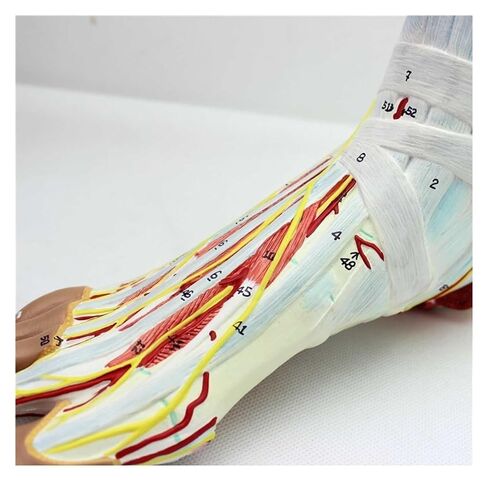 Foot Anatomy Model, Detachable Muscles and Nerve Vessels, 9 Parts of, Bones with Ligaments, and Arteries in Saudi Arabia