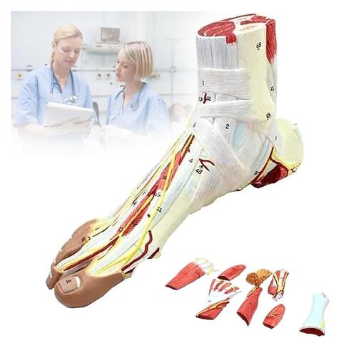 Foot Anatomy Model, Detachable Muscles and Nerve Vessels, 9 Parts of, Bones with Ligaments, and Arteries in Saudi Arabia