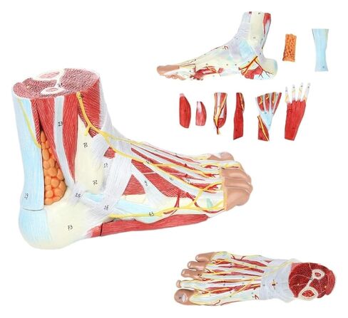 Foot Anatomy Model, Detachable Muscles and Nerve Vessels, 9 Parts of, Bones with Ligaments, and Arteries in Saudi Arabia