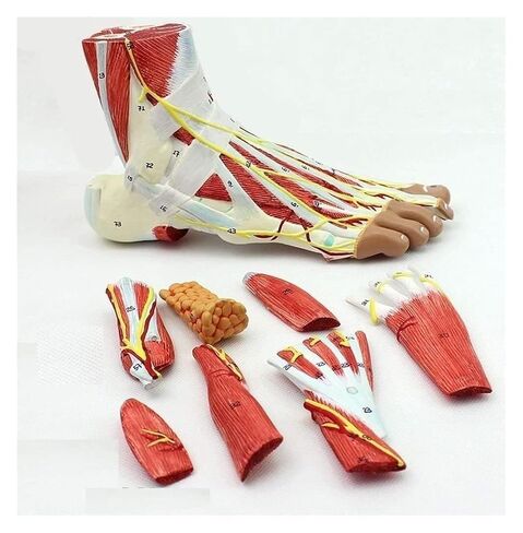 Foot Anatomy Model, Detachable Muscles and Nerve Vessels, 9 Parts of, Bones with Ligaments, and Arteries in Saudi Arabia