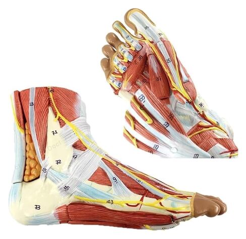 Foot Anatomy Model, Detachable Muscles and Nerve Vessels, 9 Parts of, Bones with Ligaments, and Arteries in Saudi Arabia