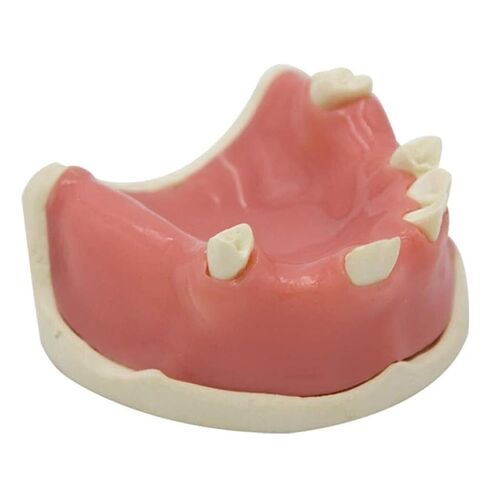 Human Skeletal Anatomy Dental Model for Studying Oral Patient Education in Saudi Arabia