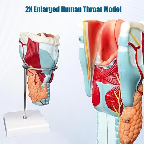 نموذج تشريح الحلق، طب محاكاة المفاصل الموسع، يستخدم لتعليم علوم الحنجرة والرئة in Saudi Arabia