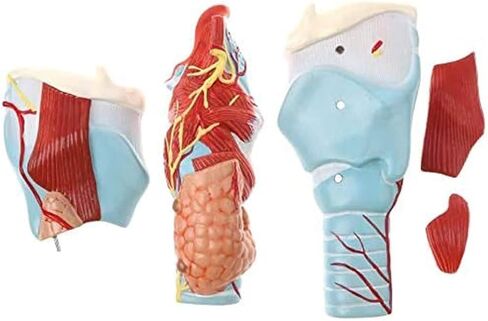 نموذج تشريح الحلق، طب محاكاة المفاصل الموسع، يستخدم لتعليم علوم الحنجرة والرئة in Saudi Arabia