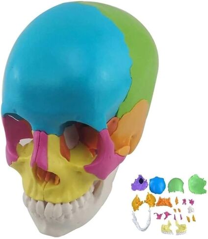Skull Anatomy Model, Consisting of 22 Color Detachable Bones, Used to Understand The Composition of Bones in Saudi Arabia