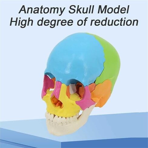 Skull Anatomy Model, Consisting of 22 Color Detachable Bones, Used to Understand The Composition of Bones in Saudi Arabia