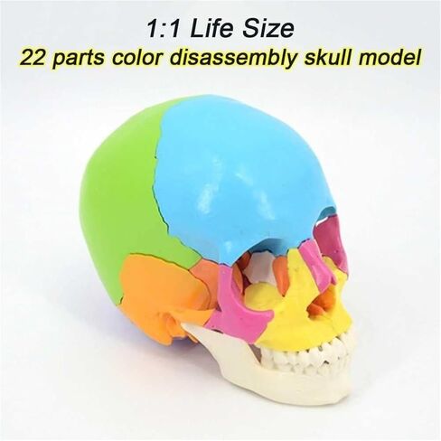 Skull Anatomy Model, Consisting of 22 Color Detachable Bones, Used to Understand The Composition of Bones in Saudi Arabia