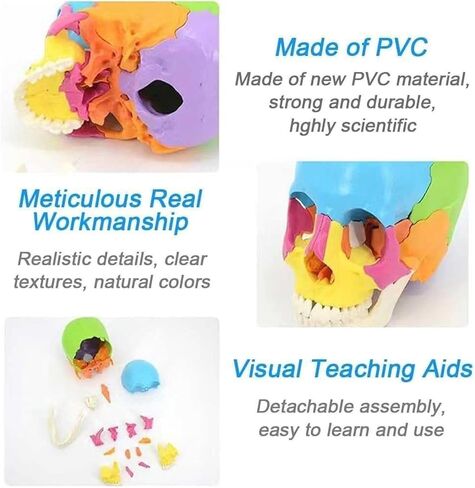 Skull Anatomy Model, Consisting of 22 Color Detachable Bones, Used to Understand The Composition of Bones in Saudi Arabia