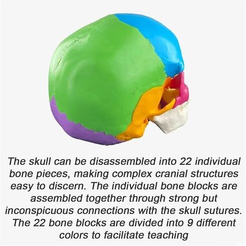 Skull Anatomy Model, Consisting of 22 Color Detachable Bones, Used to Understand The Composition of Bones in Saudi Arabia