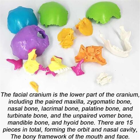Skull Anatomy Model, Consisting of 22 Color Detachable Bones, Used to Understand The Composition of Bones in Saudi Arabia
