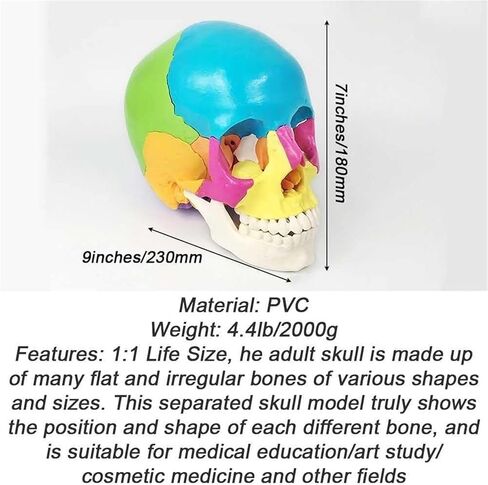 Skull Anatomy Model, Consisting of 22 Color Detachable Bones, Used to Understand The Composition of Bones in Saudi Arabia