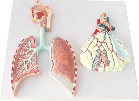 Human Respiratory System Anatomy Model, Lung Relief, Reusable in Saudi Arabia