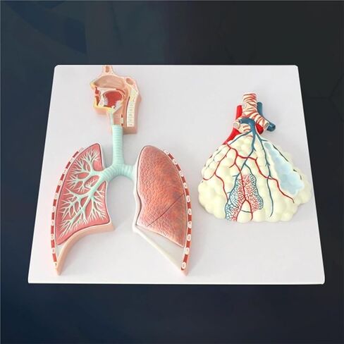 Human Respiratory System Anatomy Model, Lung Relief, Reusable in Saudi Arabia