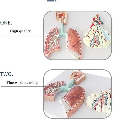 Human Respiratory System Anatomy Model, Lung Relief, Reusable in Saudi Arabia