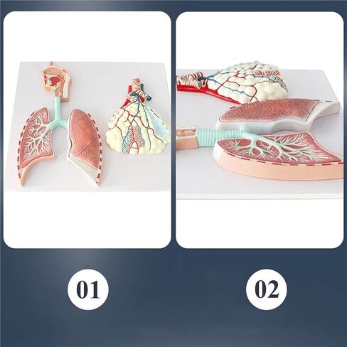 Human Respiratory System Anatomy Model, Lung Relief, Reusable in Saudi Arabia
